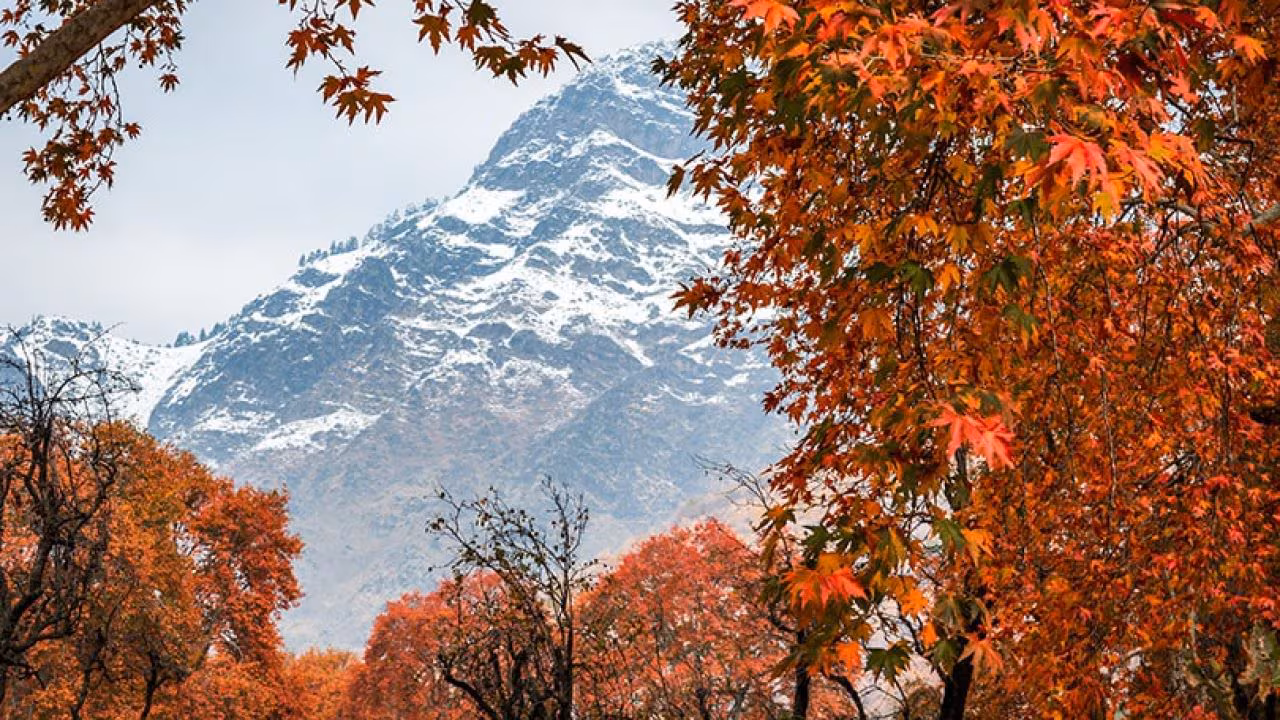 hades of the leaves right against the majestic peaks